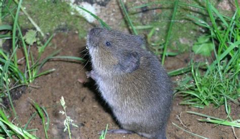 Voles in lawn. Things To Know About Voles in lawn. 